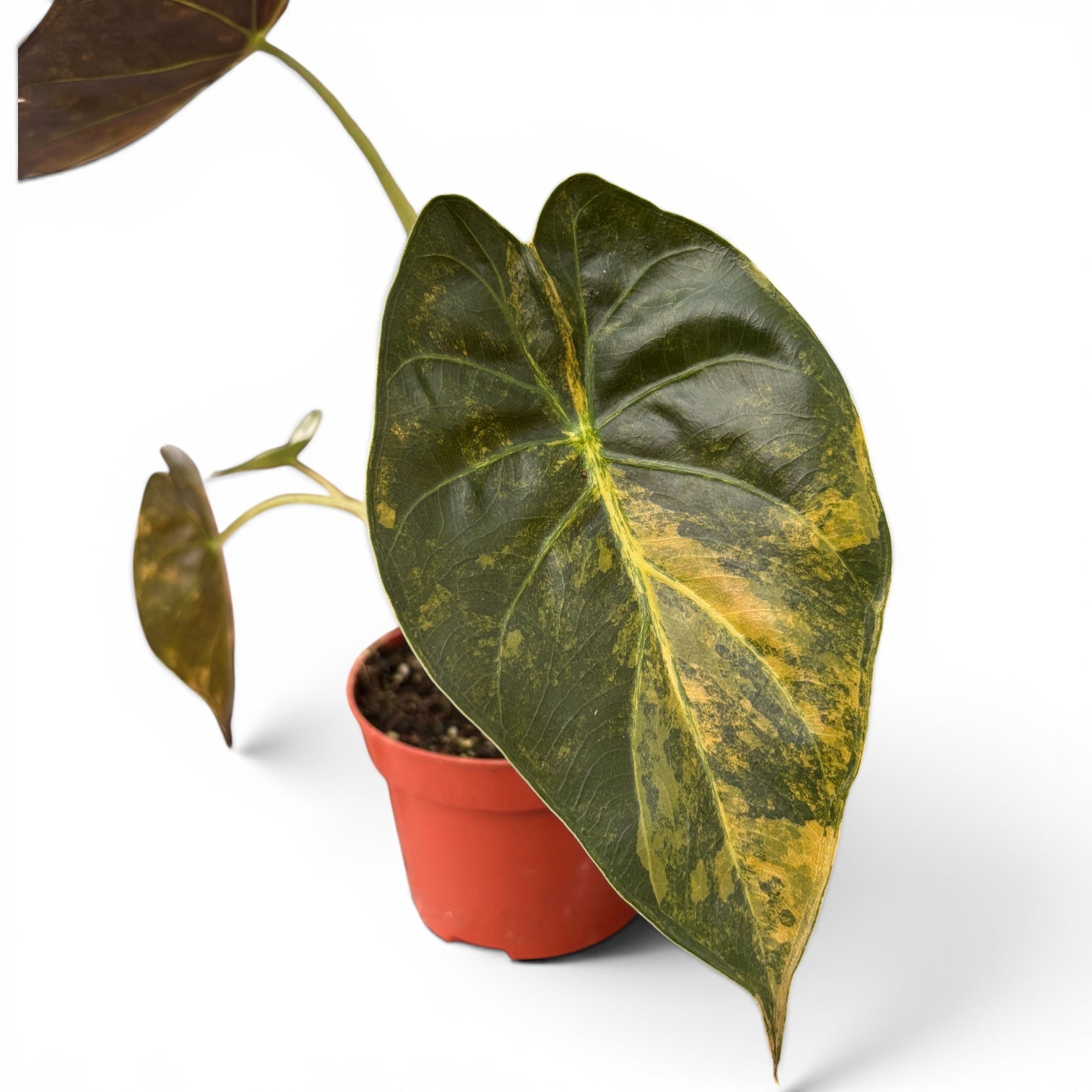 Alocasia wentii 'Aurea'