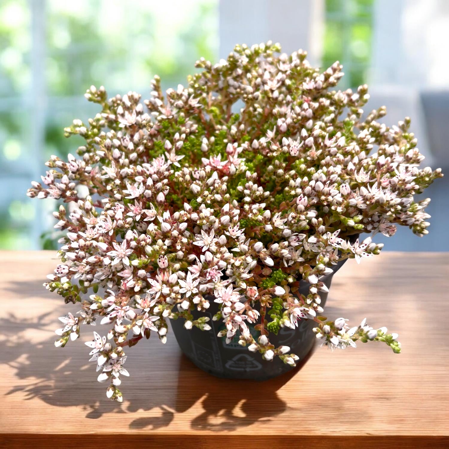 Sedum album ‘Laconicum’