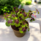 Oxalis deppei – a szerencsés lóhere kétszínű lombbal