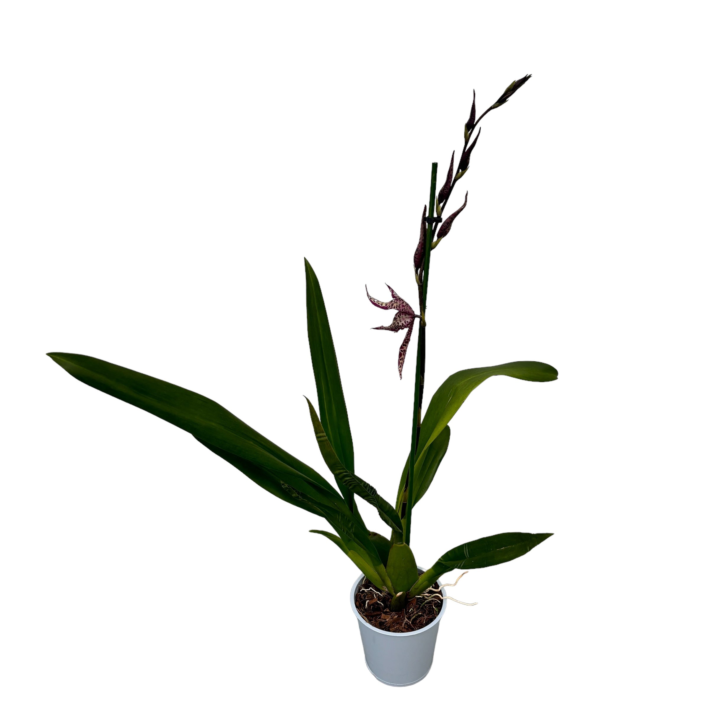 Degamoara Purple Princess - flori XL