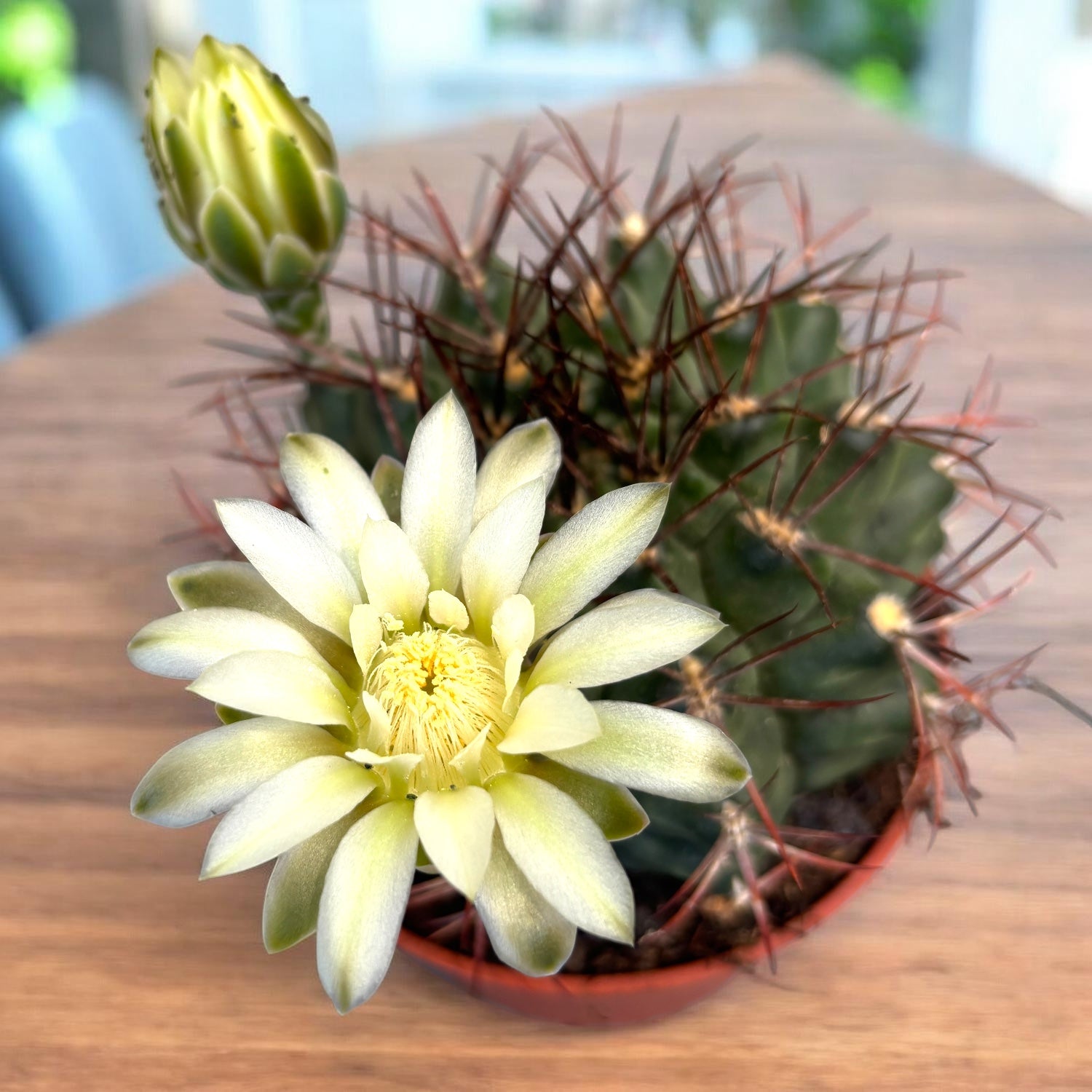 Gymnocalycium delaetii