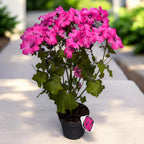 Lavatera trimestris 'Twins Hot Pink' - nalba cu flori mari