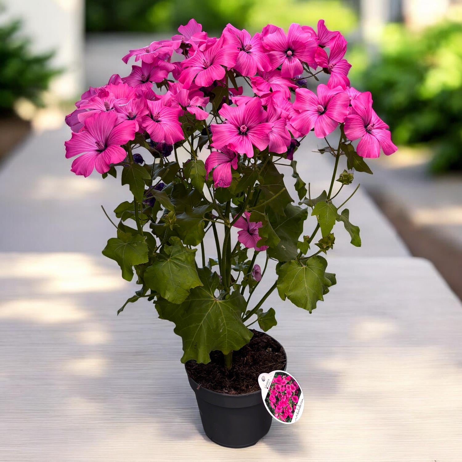 Lavatera trimestris 'Twins Hot Pink' - nalba cu flori mari