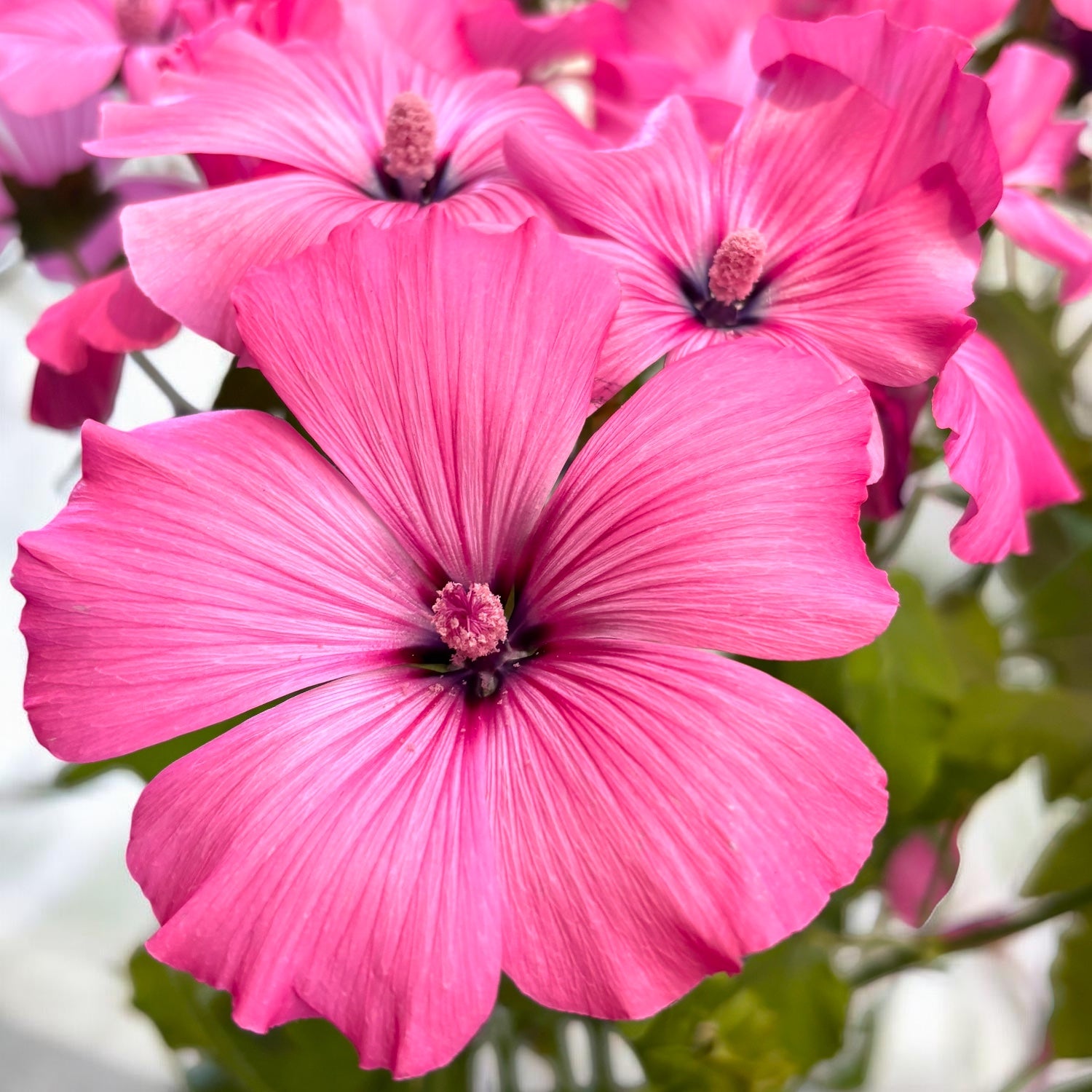 Lavatera trimestris 'Twins Hot Pink' - nalba cu flori mari