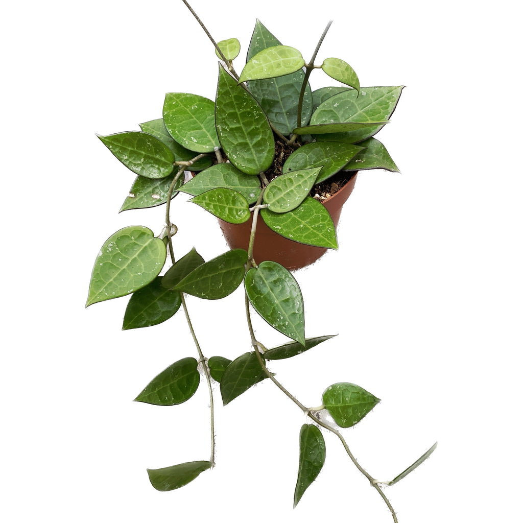 Hoya parasitica 'Black Margin'