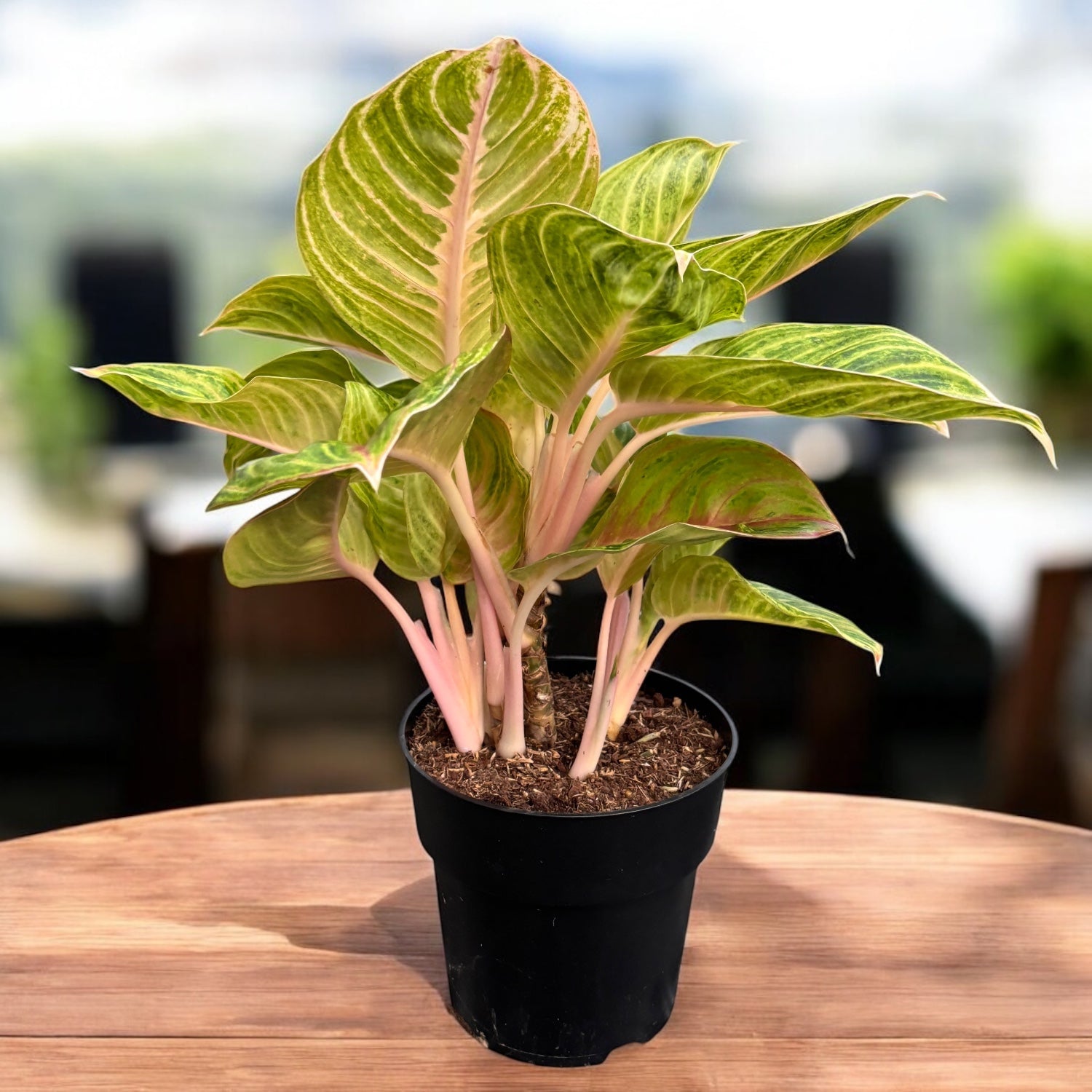 Aglaonema 'Rose Parakeet' - exemplare XL