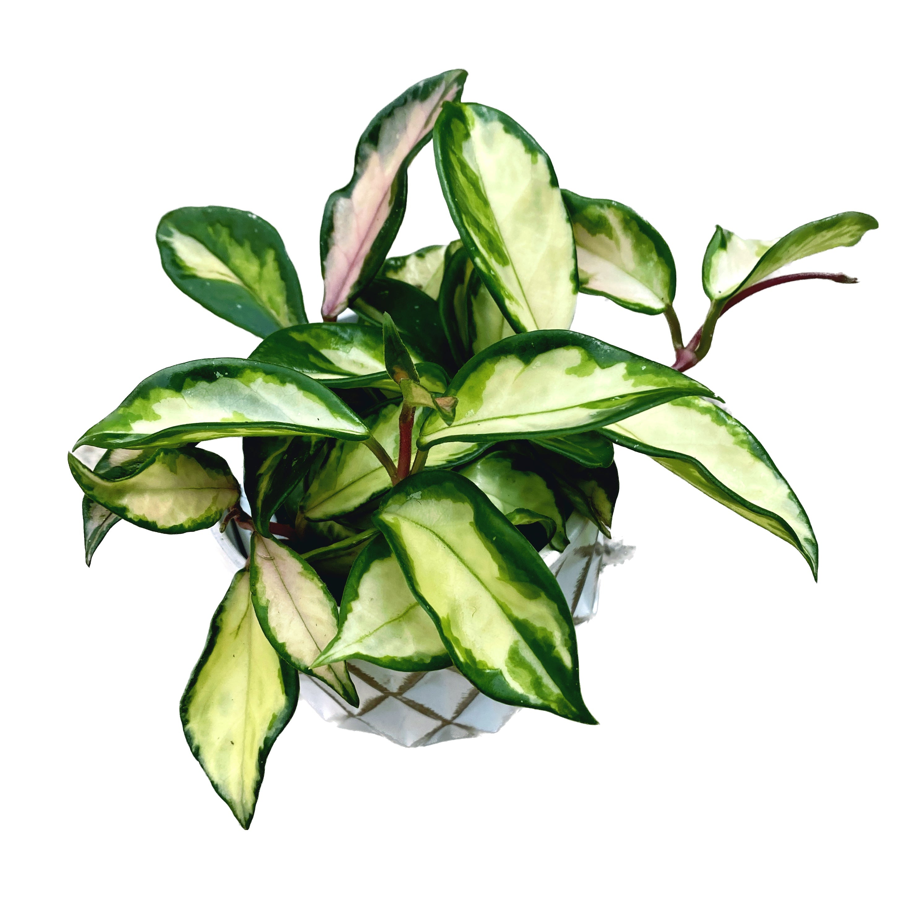 Hoya carnosa 'Tricolor' (Krimson Princess) D9 – Secret Garden