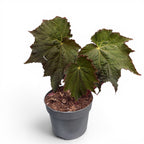 Begonia ‘Harvest Moon’ - begonie spectaculoasa cu frunze XL