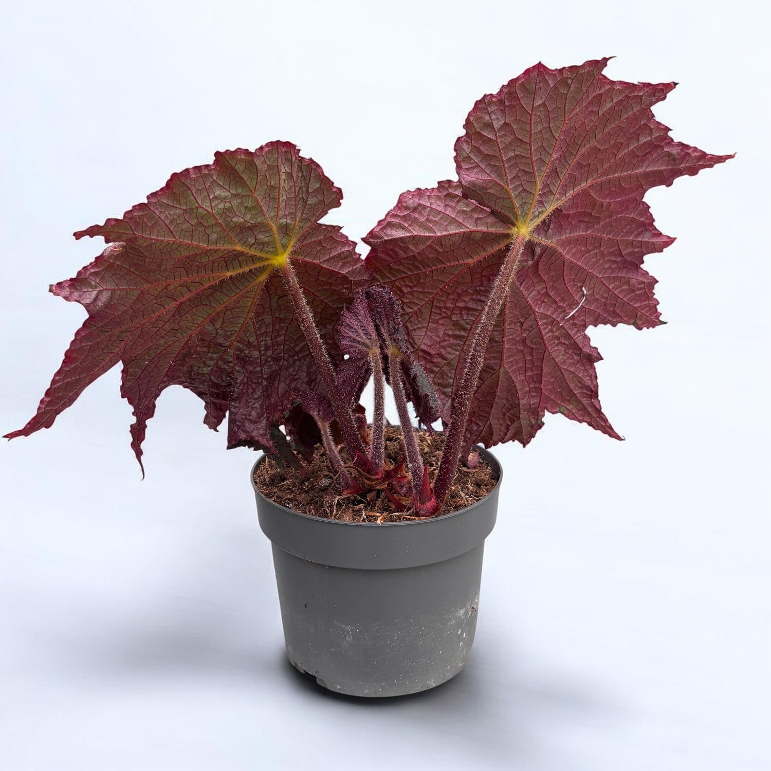 Begonia ‘Harvest Moon’ - begonie spectaculoasa cu frunze XL
