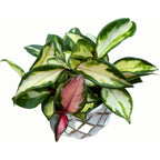 Hoya carnosa 'Tricolor' (Krimson Princess) D9