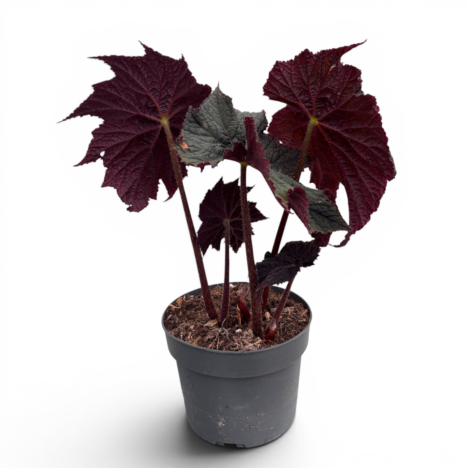 Begonia ‘Dark Side of the Moon’ - begonie rara cu frunzis aproape negru