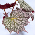 Begonia ‘Stirling Moon’ - begonie rara cu frunze argintii metalice