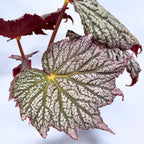 Begonia ‘Stirling Moon’ - begonie rara cu frunze argintii metalice
