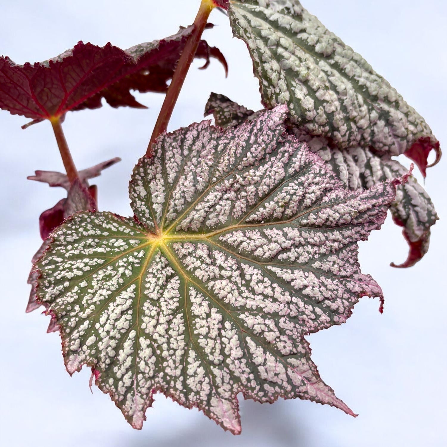 Begonia ‘Stirling Moon’ - begonie rara cu frunze argintii metalice