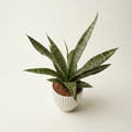 Sansevieria ‘Everest’