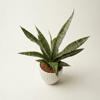 Sansevieria ‘Everest’