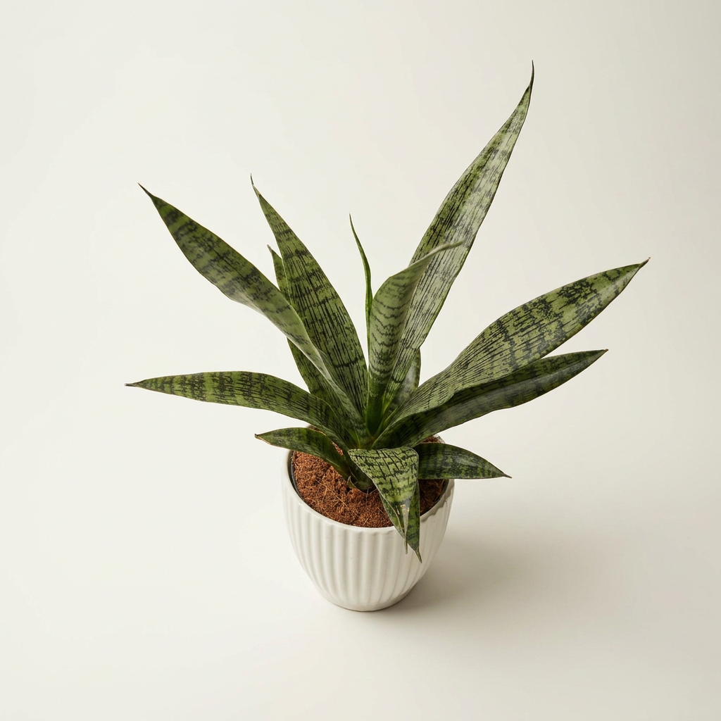 Sansevieria ‘Everest’