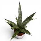 Sansevieria ‘Everest’