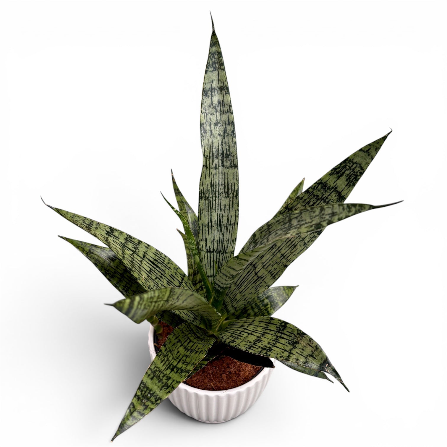 Sansevieria ‘Everest’