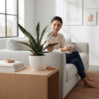 Sansevieria ‘Everest’