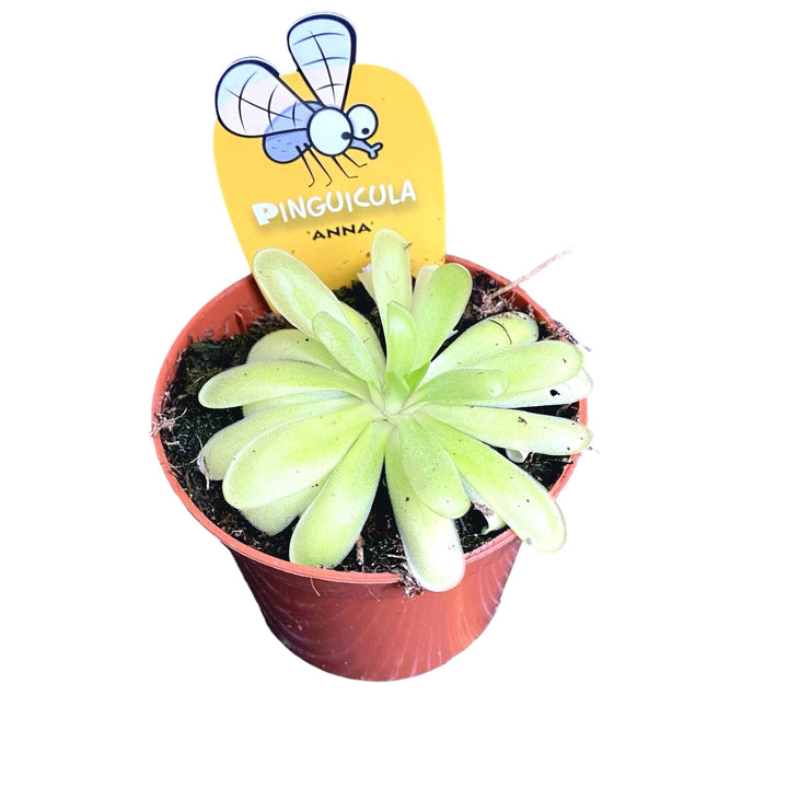 Planta carnivora Pinguicula Anna