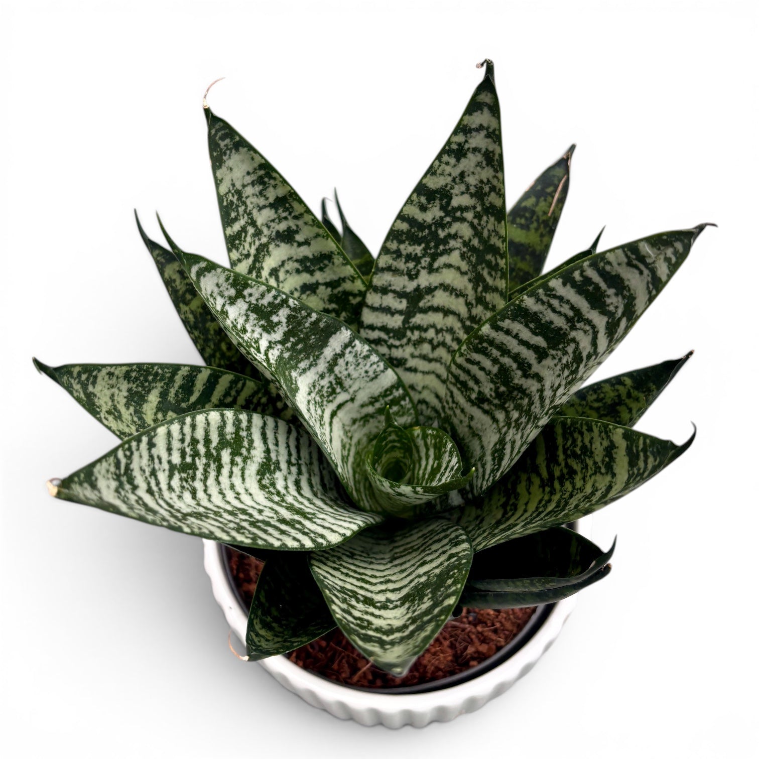 Sansevieria ‘Star Ming Green Marble’ - limba soacrei cu frunzis marmorat
