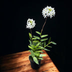 Epidendrum radicans ‘White’ XL