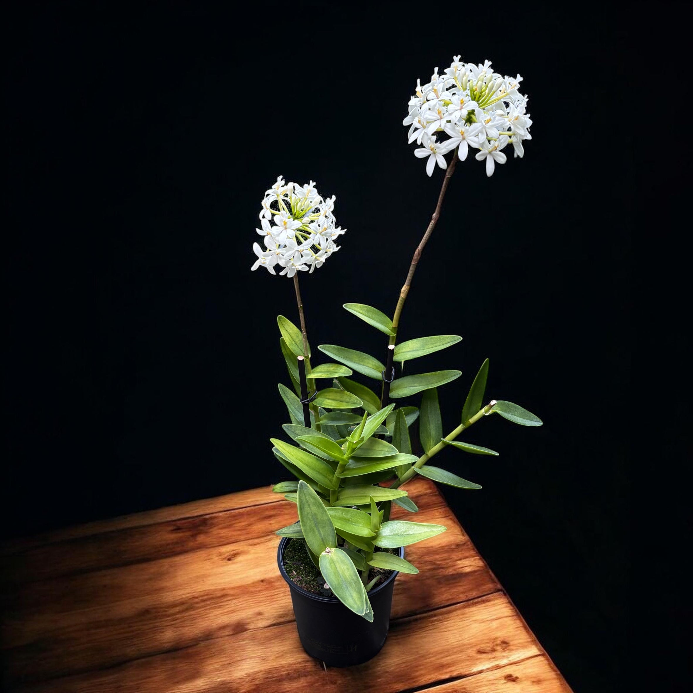 Epidendrum radicans ‘White’ XL
