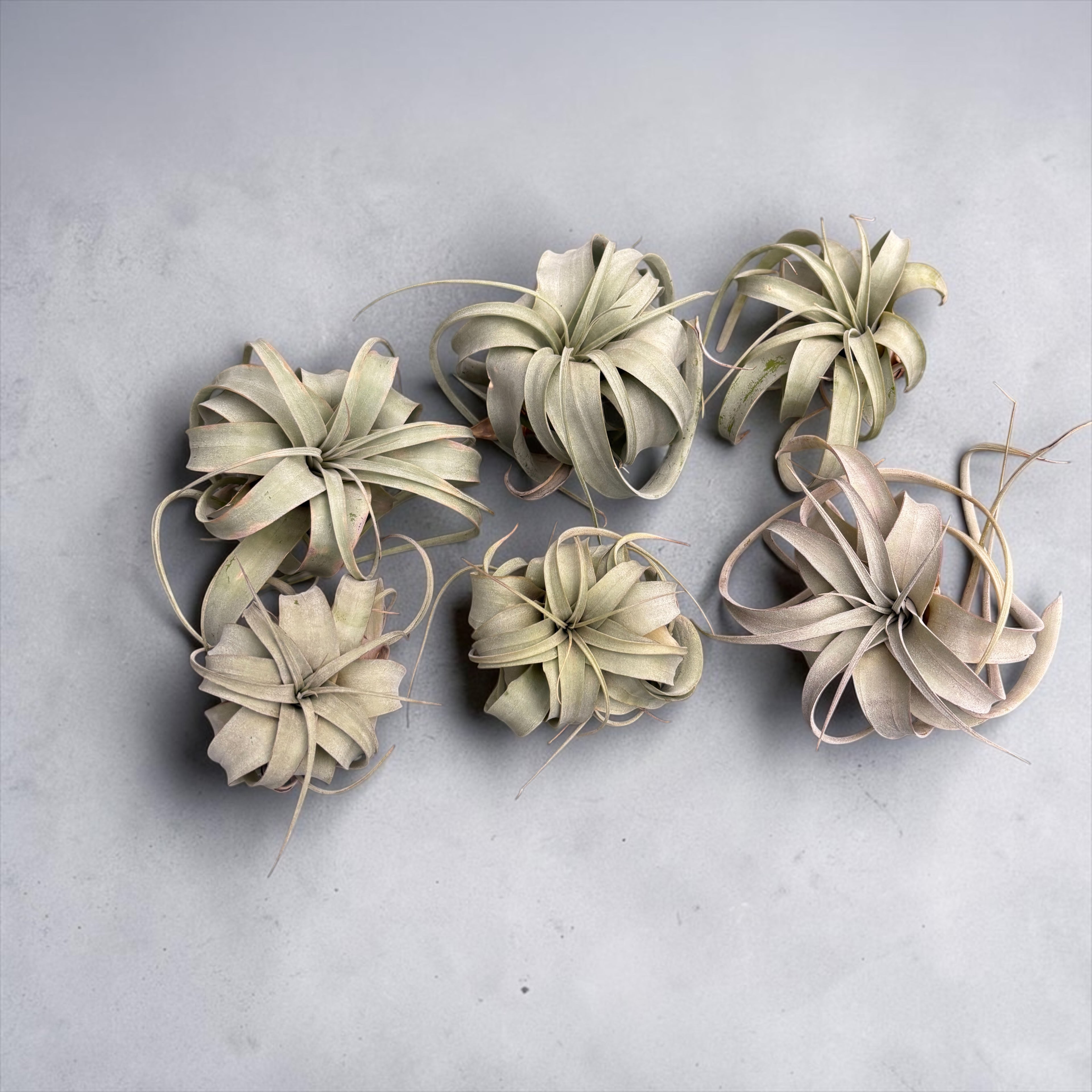 Tillandsia Xerographica - air plant