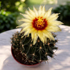 Ferocactus hamatacanthus – a robust cactus with curved spines, authentic desert appearance