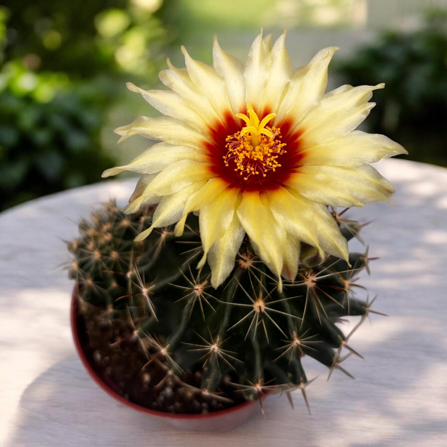 Ferocactus hamatacanthus – a robust cactus with curved spines, authentic desert appearance