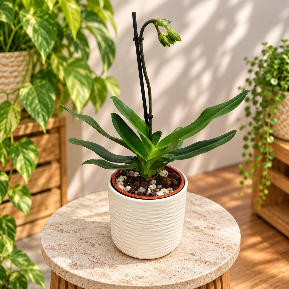 Paphiopedilum Saint Swithin *séquentiel/multifleurs