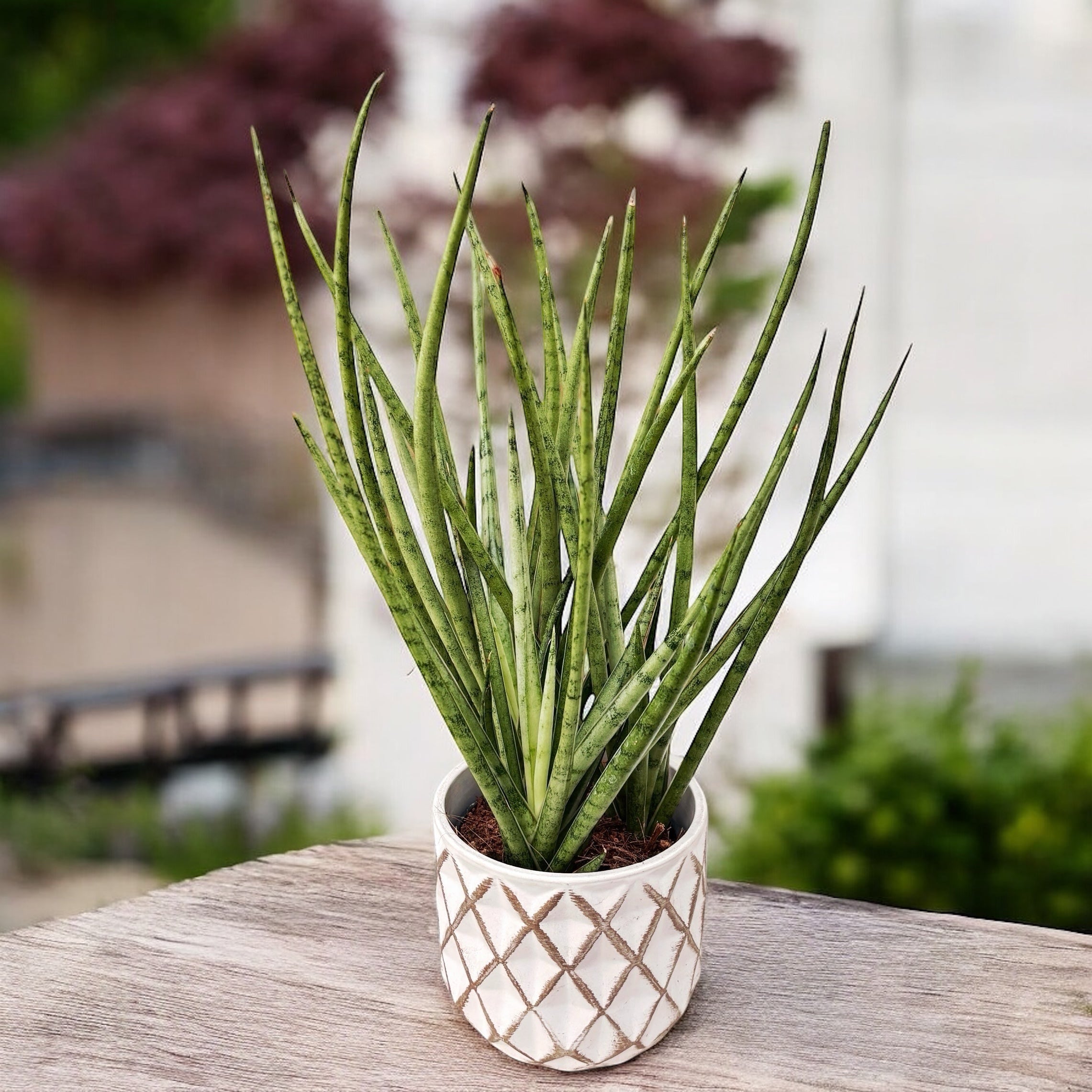 Sansevieria platinum Mikado – Secret Garden Plant Shop