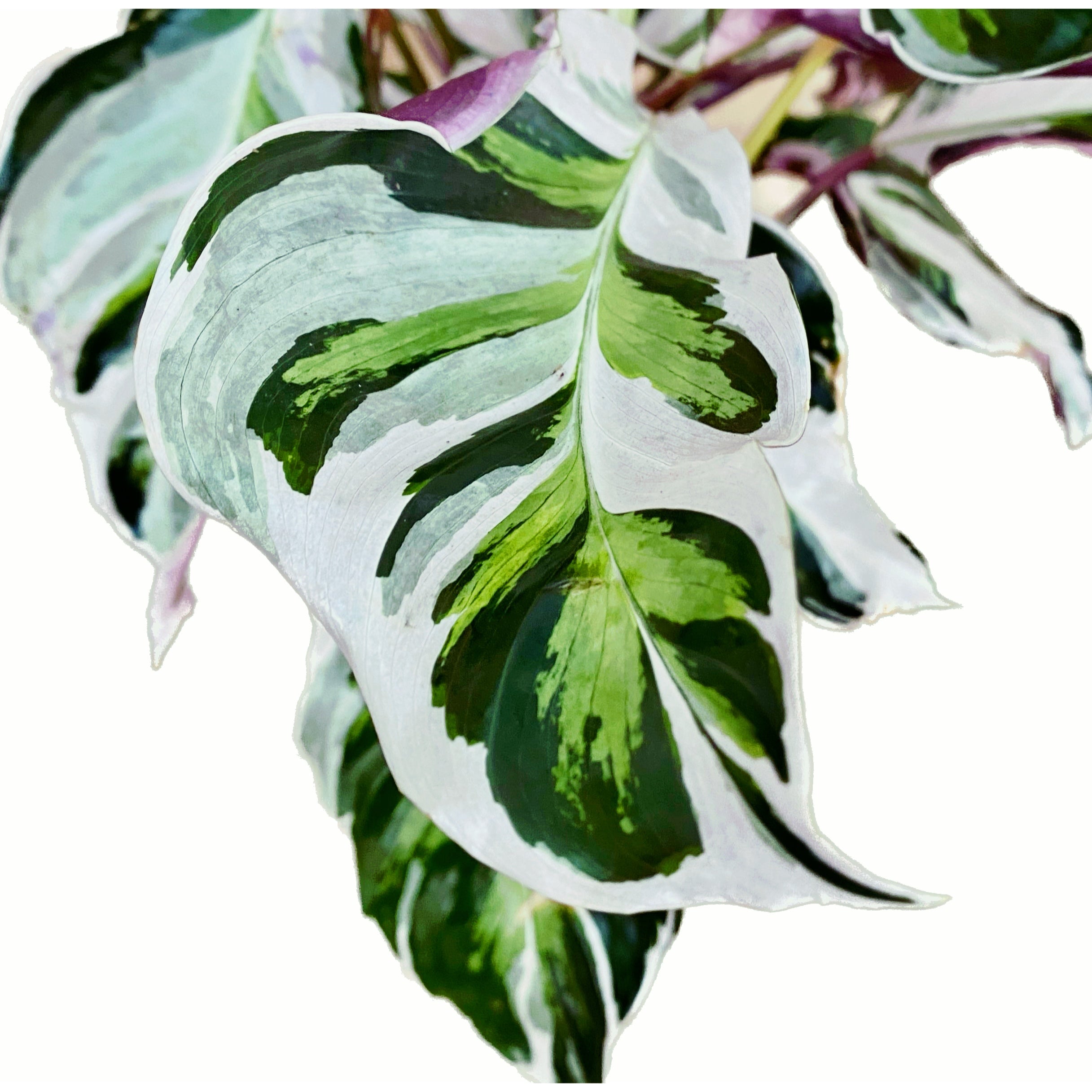 Calathea 'White Fusion' D17