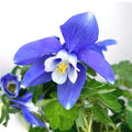 Aquilegia caerulea (caldarusa de munte)