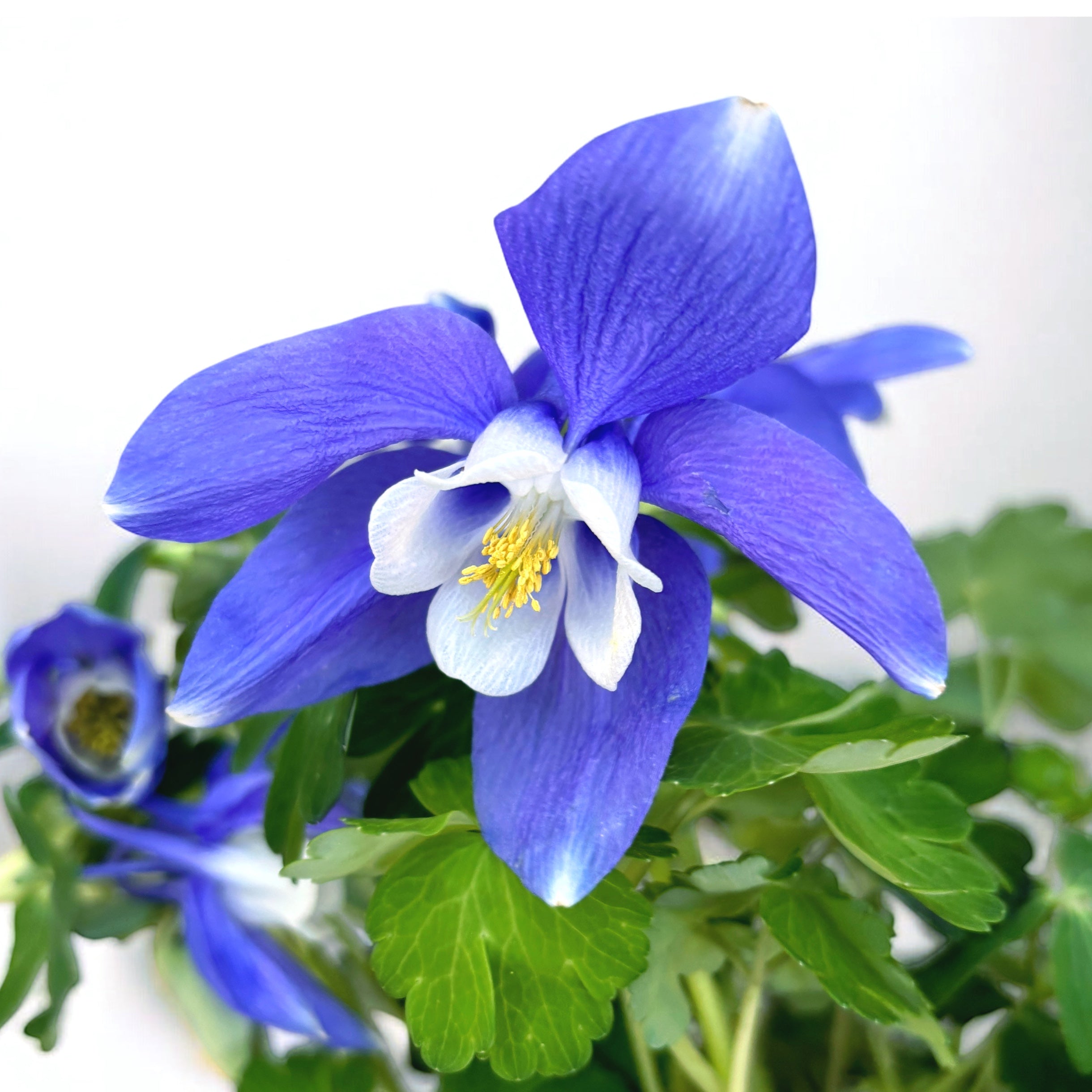 Aquilegia caerulea (caldarusa de munte)