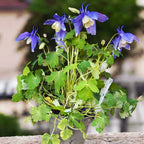 Aquilegia caerulea (caldarusa de munte)