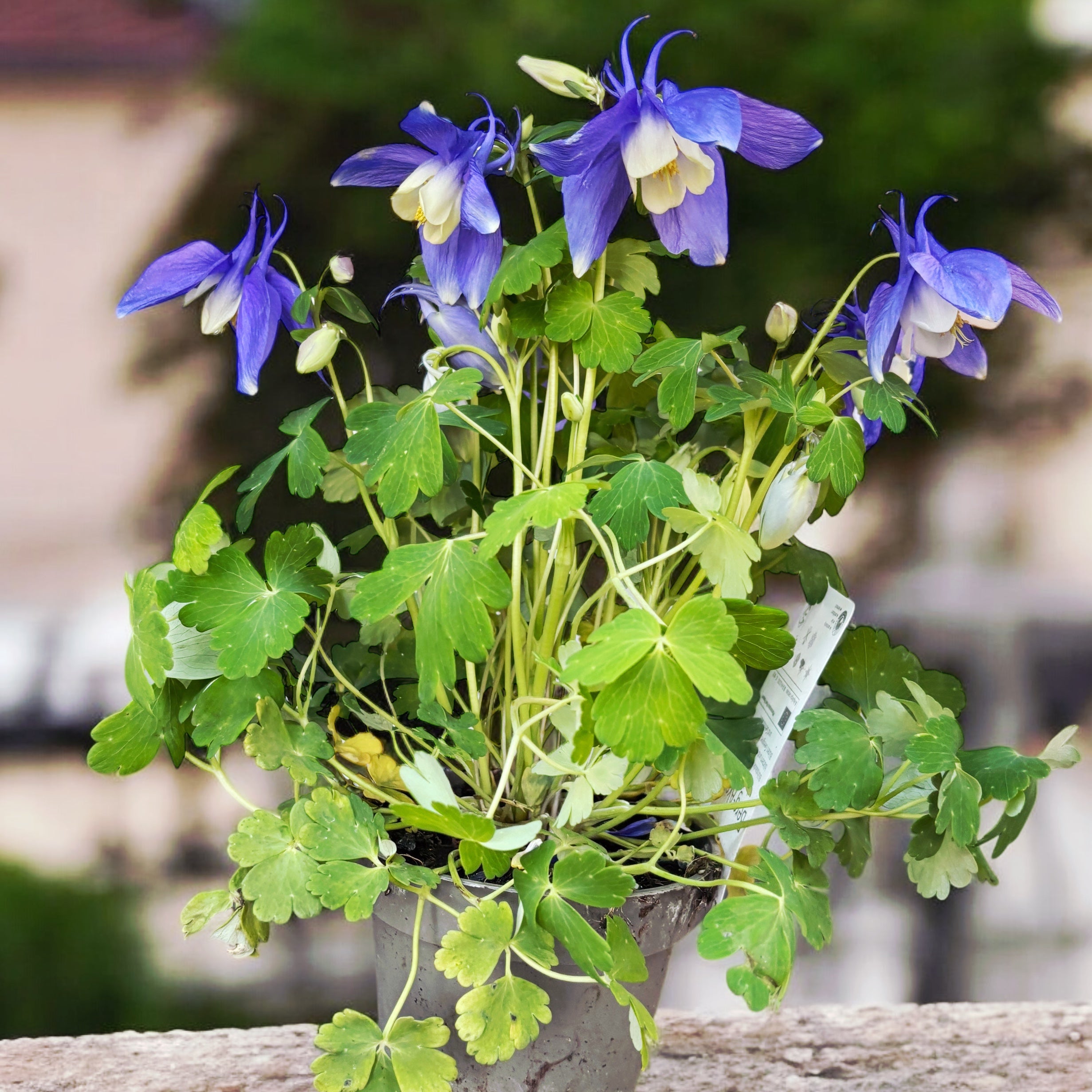 Aquilegia caerulea (caldarusa de munte)