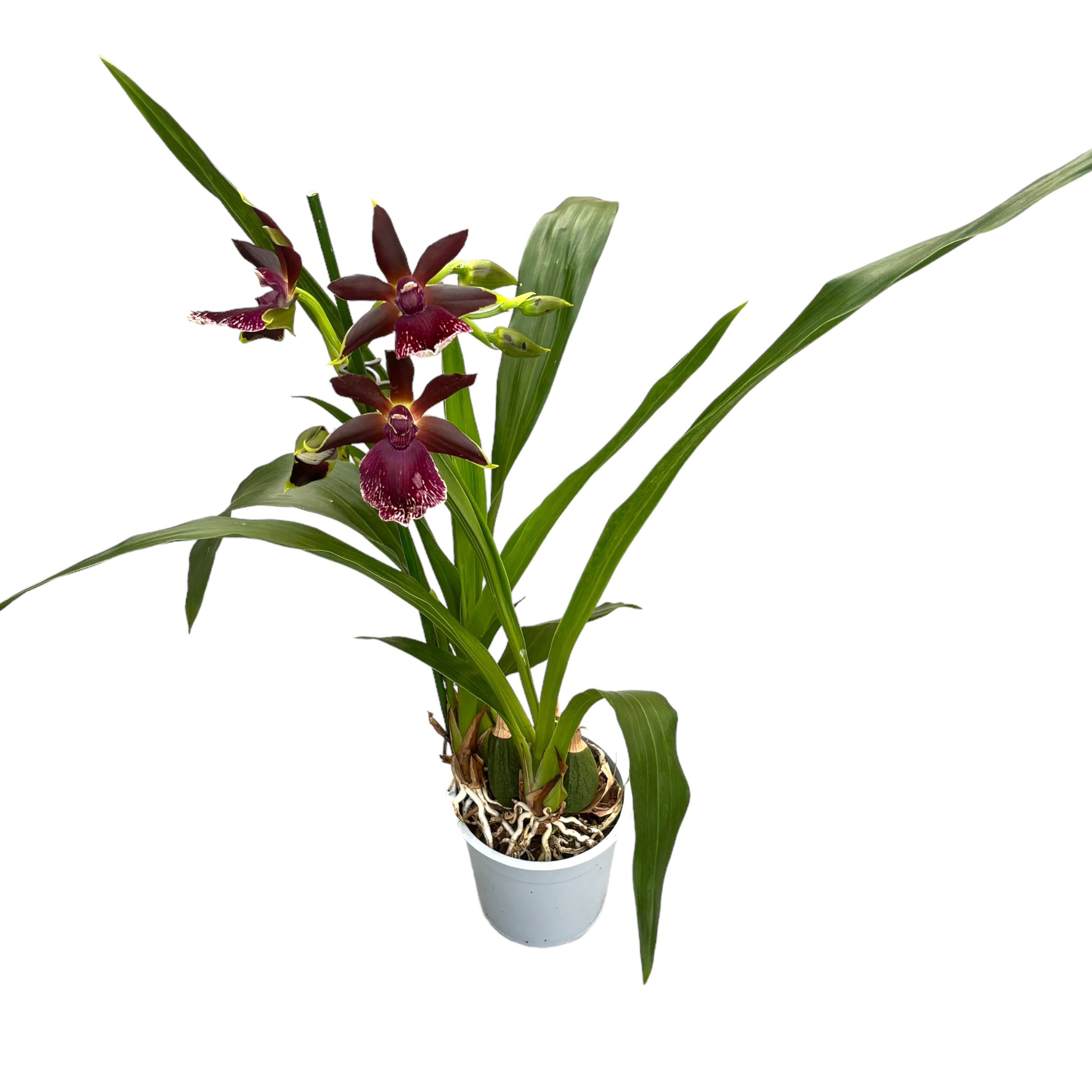 Zygolum Louisendorf 'Rhein Moonlight' - fragrant