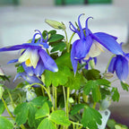 Aquilegia caerulea (caldarusa de munte)