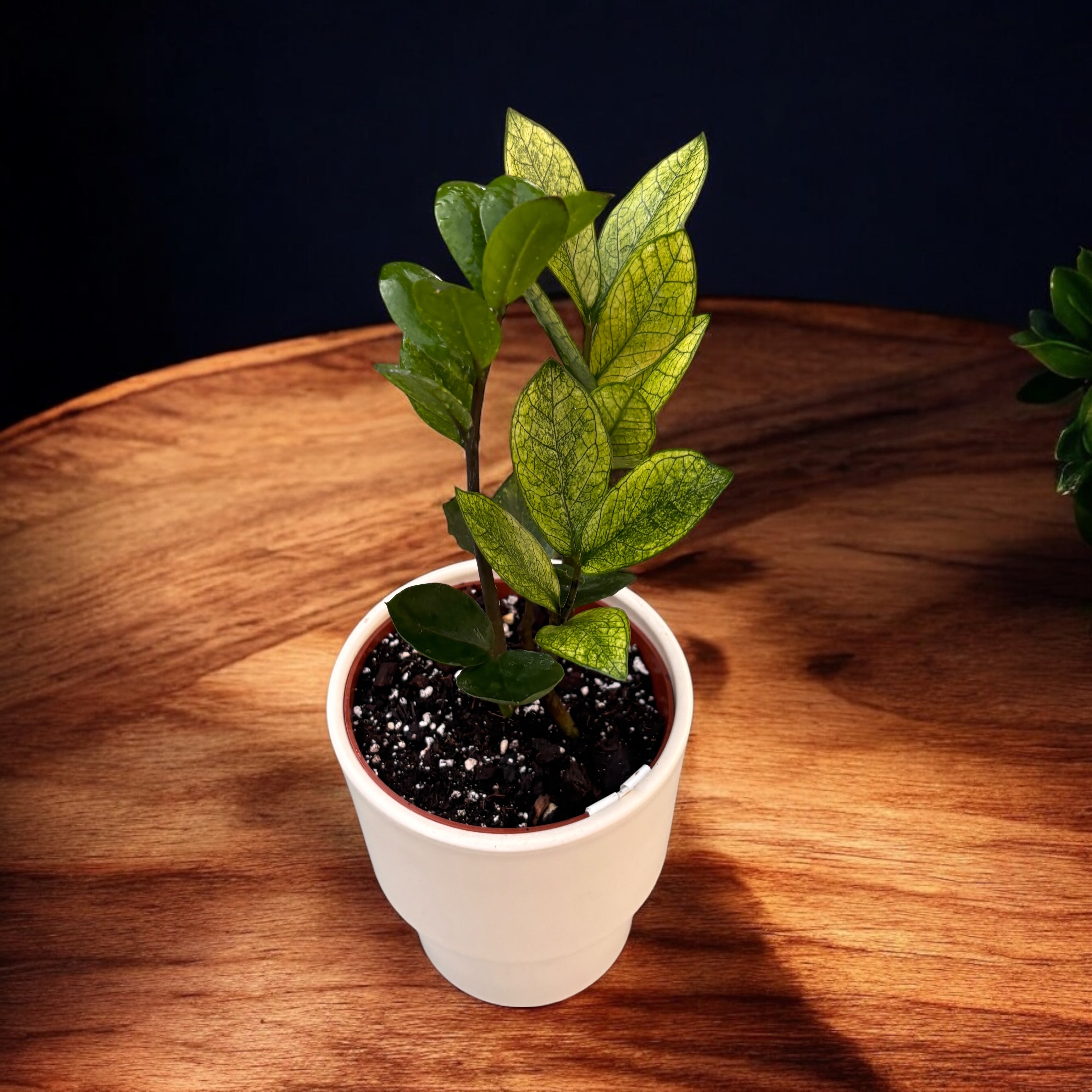 Zamioculcas zamiifolia 'Chameleon' (variegata)