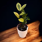 Zamioculcas zamiifolia 'Chameleon' (variegata)