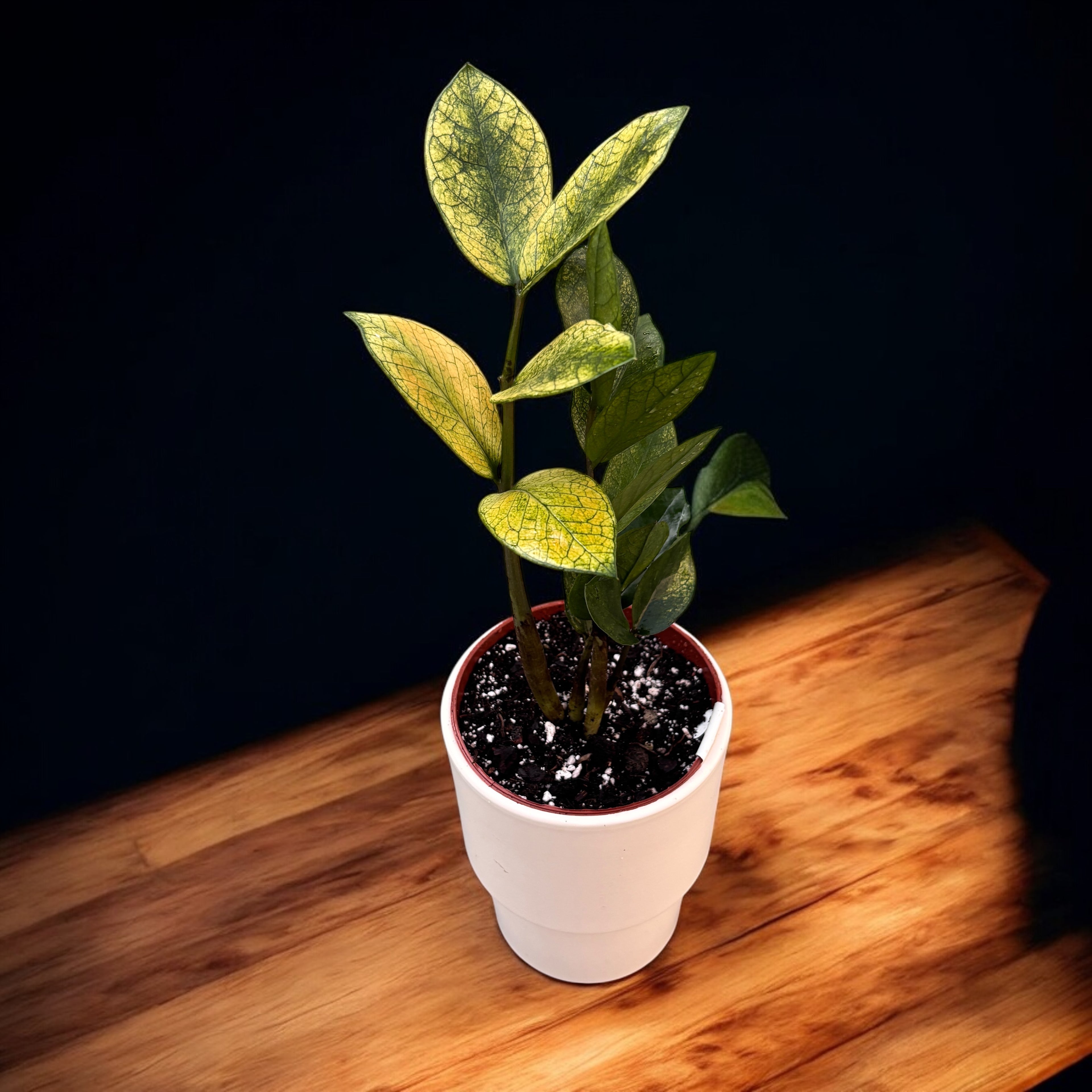 Zamioculcas zamiifolia 'Chameleon' (variegata)