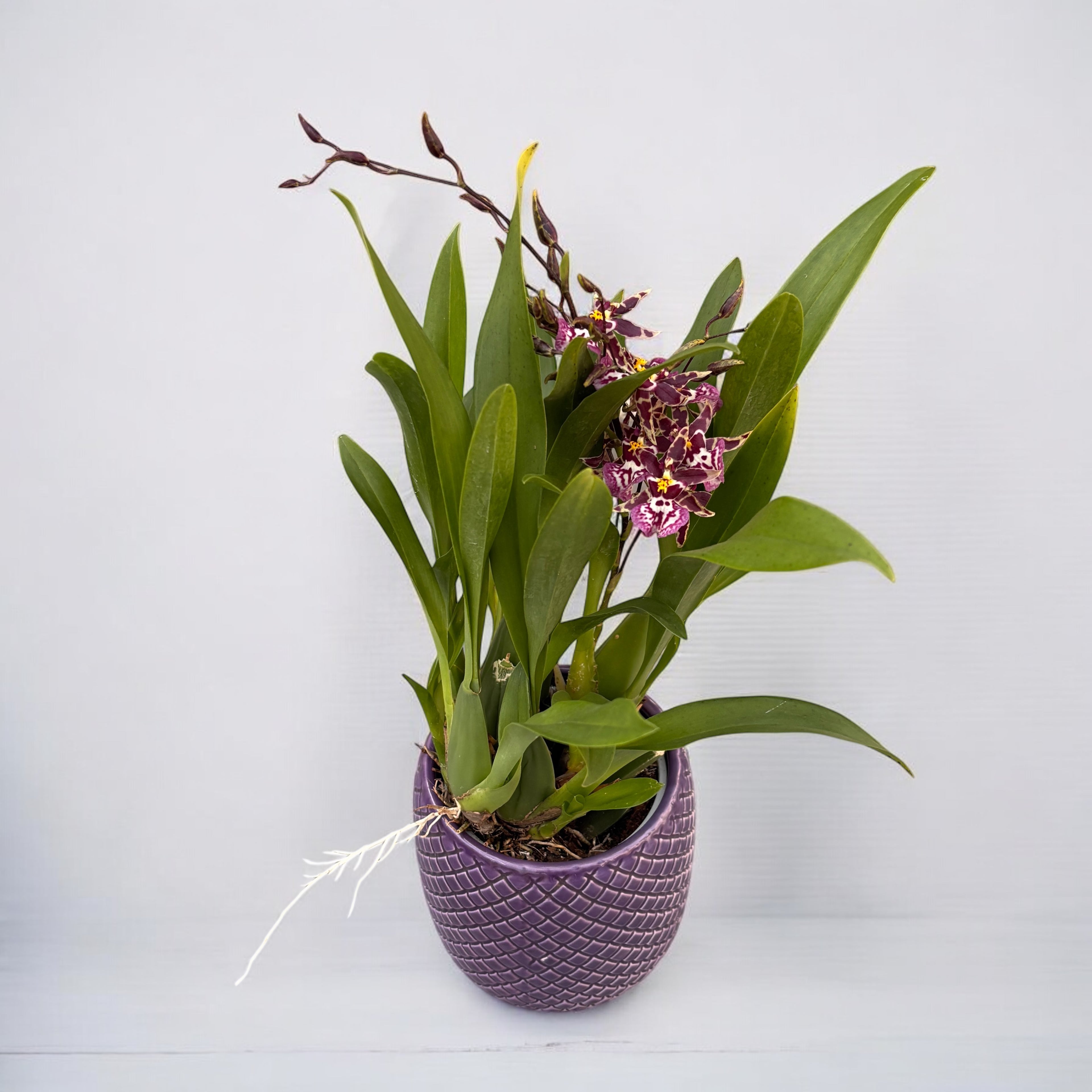 Oncidium (Cyrtocidium) Holm’s Wizard Purple (fleurs intensément parfumées) - exemplaire XL