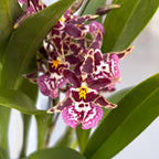 Oncidium (Cyrtocidium) Holm’s Wizard Purple (fiori intensamente profumati) - esemplare XL