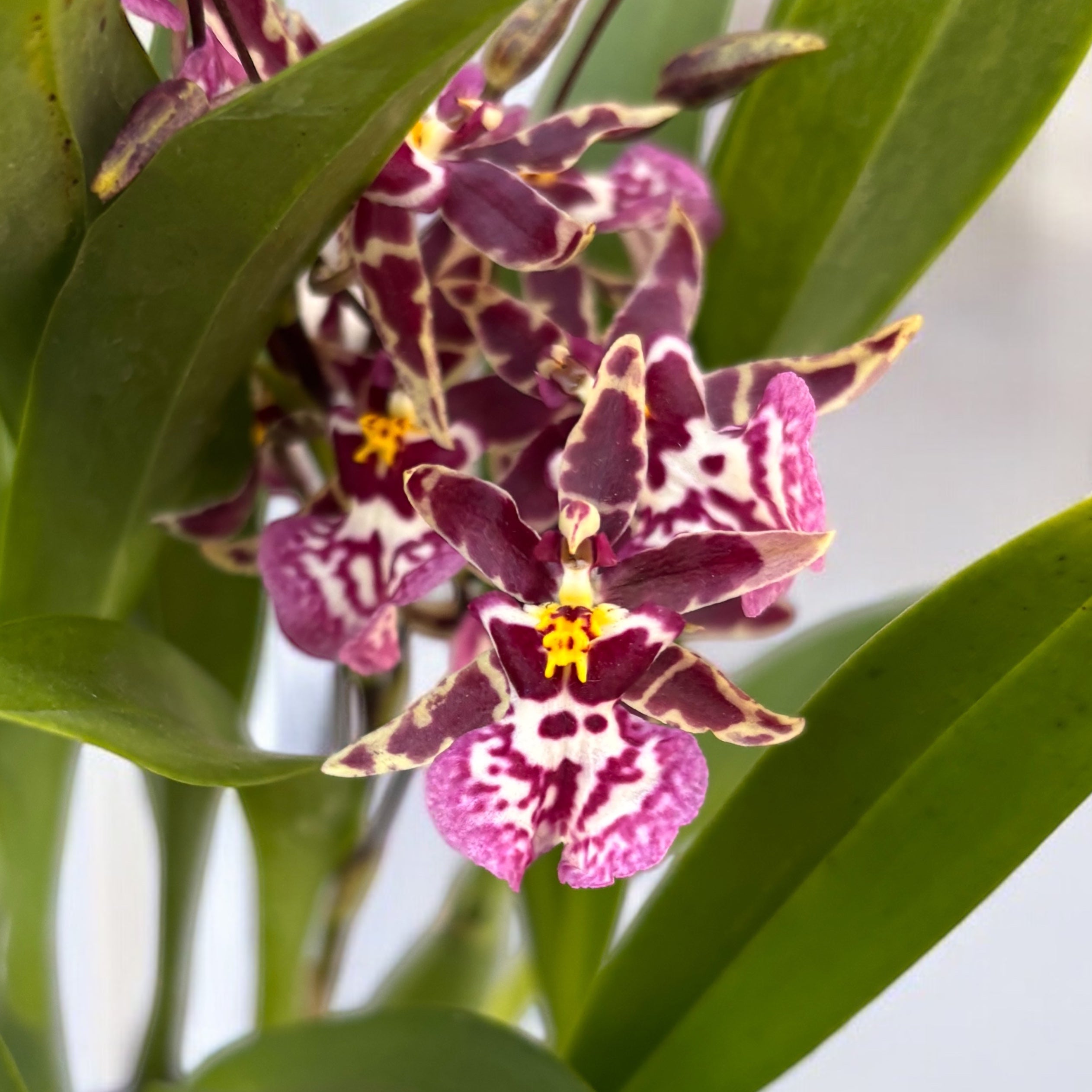 Oncidium (Cyrtocidium) Holm’s Wizard Purple (fleurs intensément parfumées) - exemplaire XL