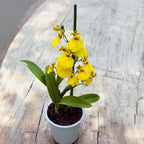 Oncidesa Sweet Sugar