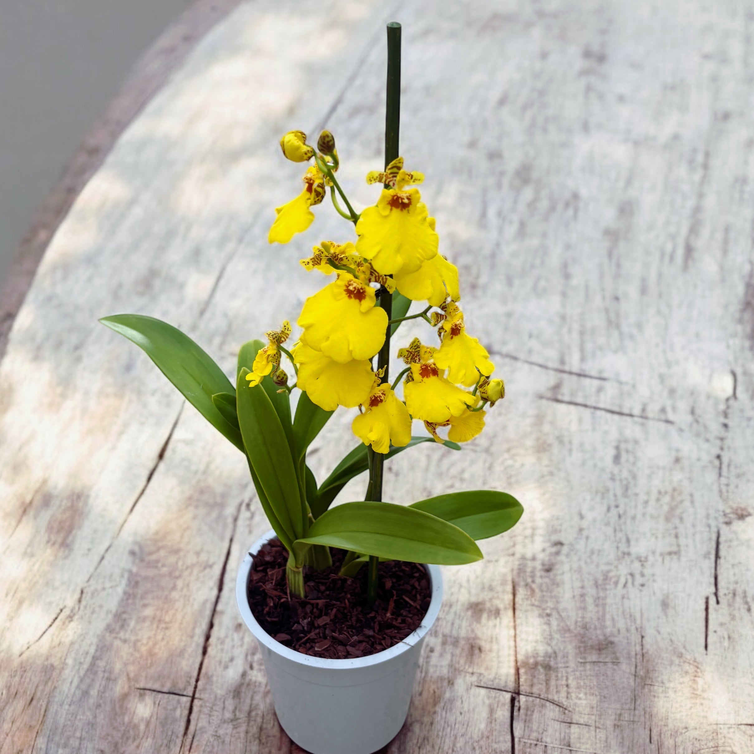 Oncidesa Sweet Sugar