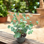 Eucalipt - Eucalyptus gunnii