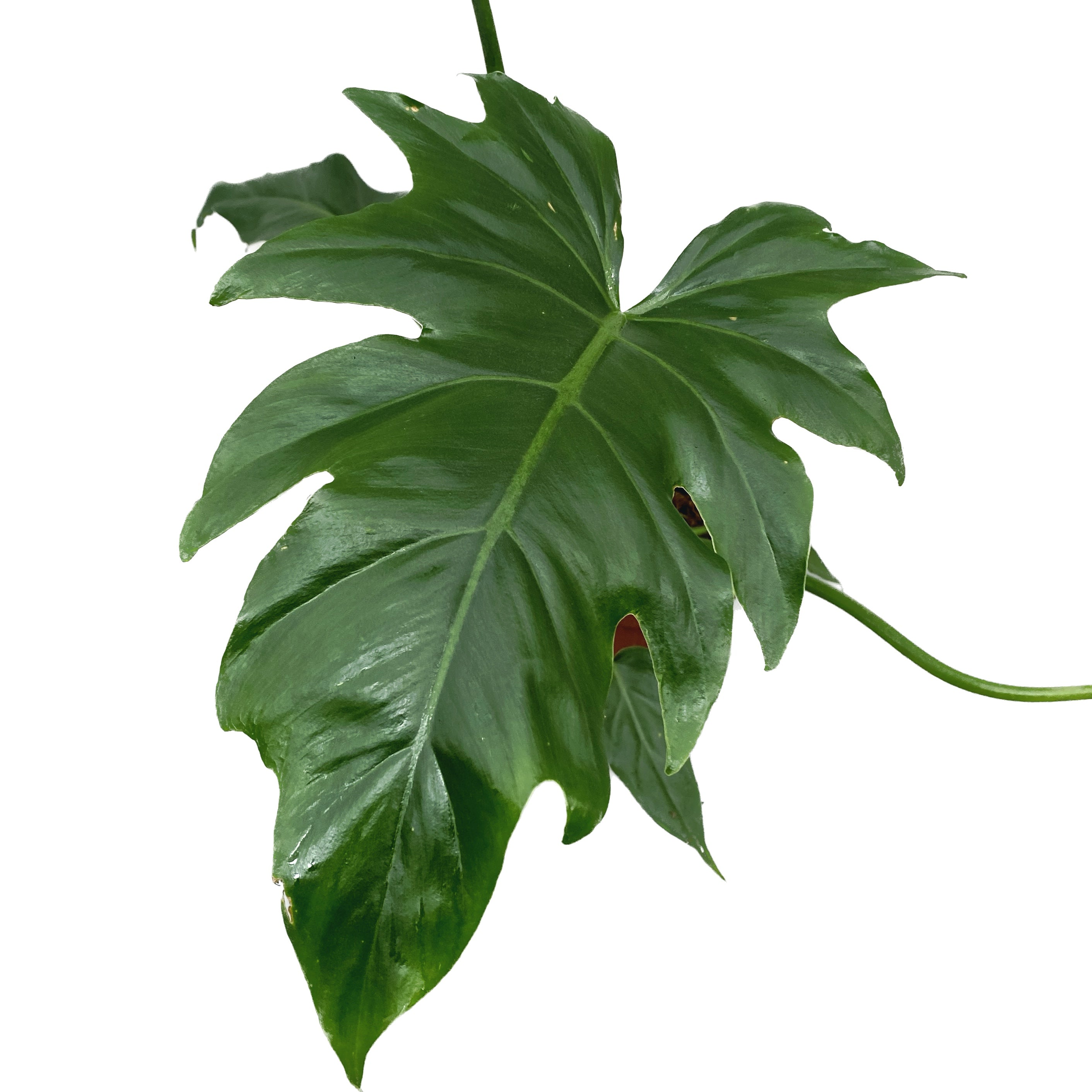 Philodendron Lacerum